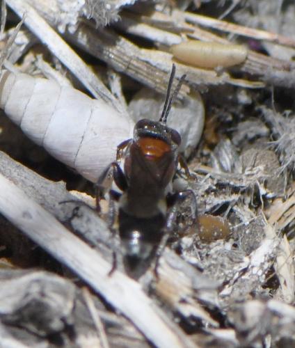 Réf. 282 109 : Harpactus formosus